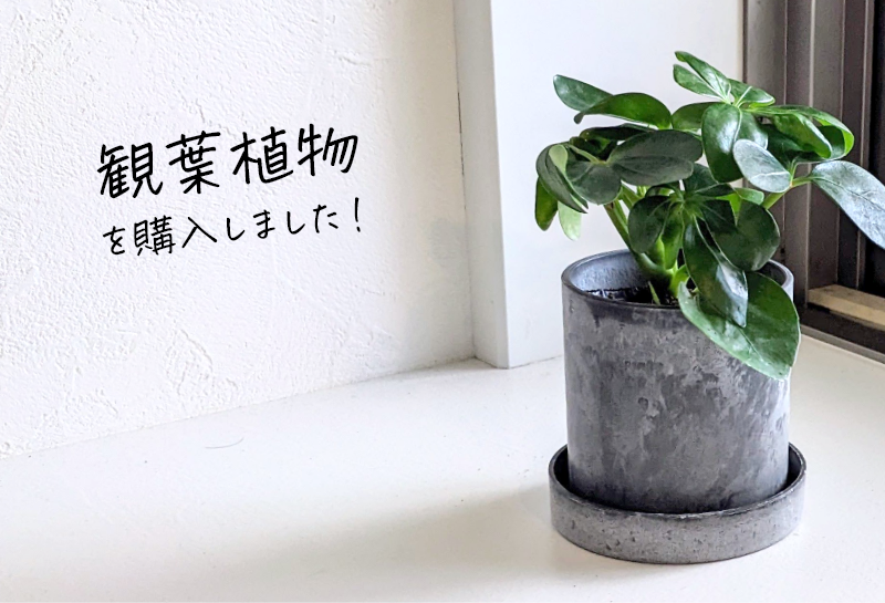 ズボラさんにもおすすめ 格安で観葉植物デビュー